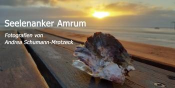 Bild Muschel Bild Muschel